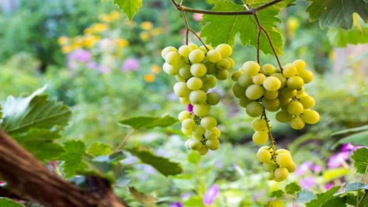 अंगूर गार्डनिंग टिप्स