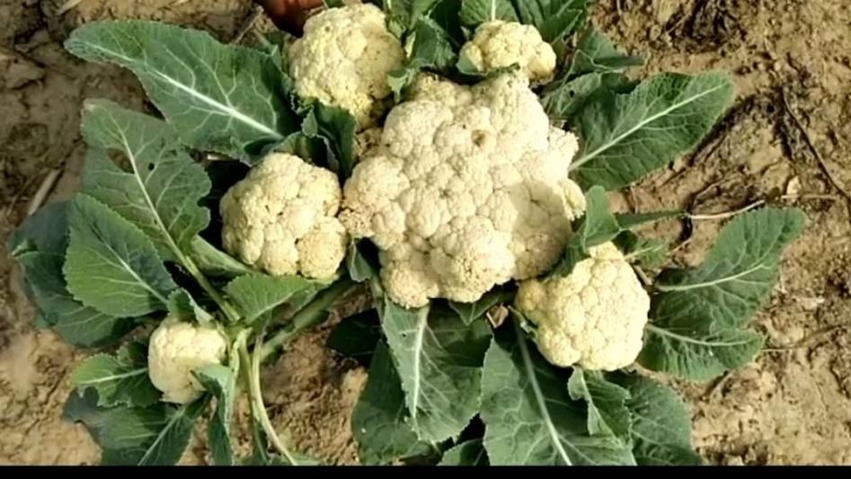 फूलगोभी