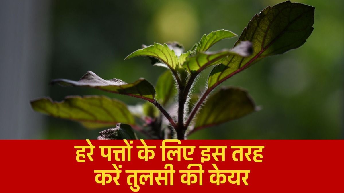हरे पत्तों के लिए इस तरह  करें तुलसी की केयर