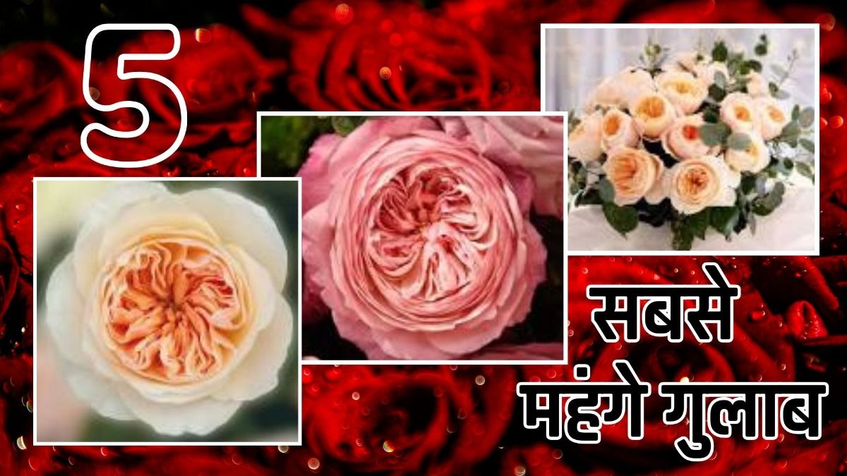 5 सबसे  महंगे गुलाब