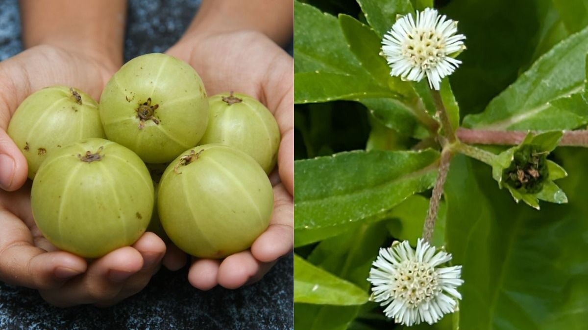 Amla vs Bhringraj