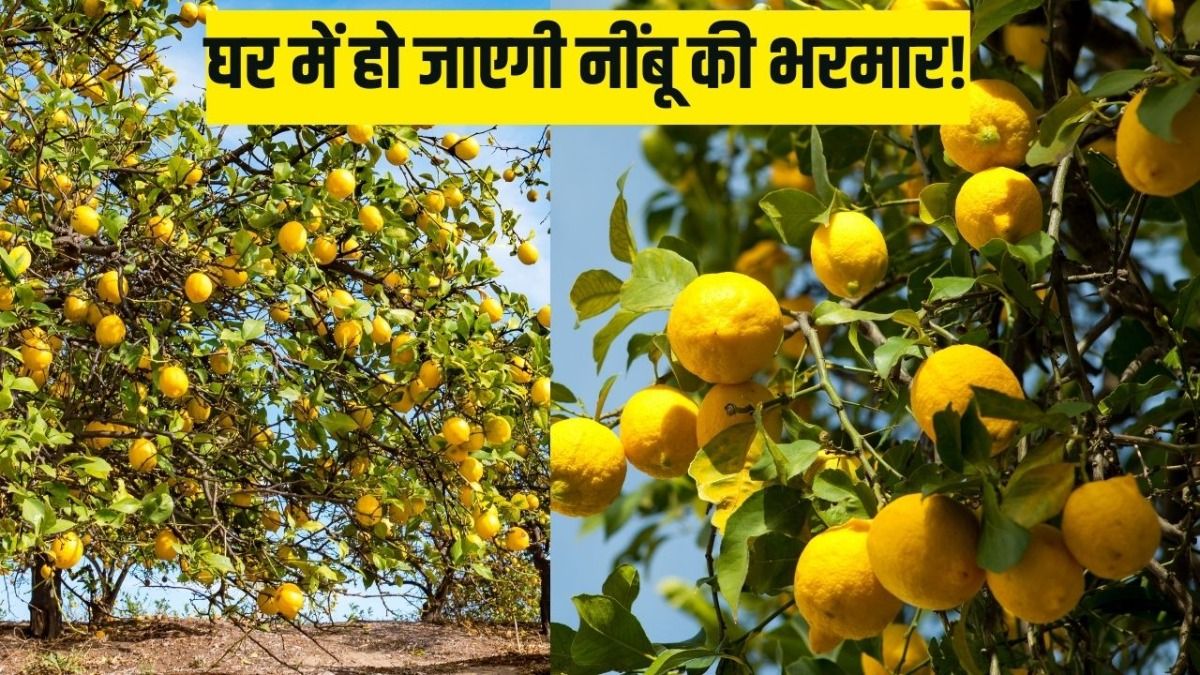 घर में हो जाएगी नींबू की भरमार!