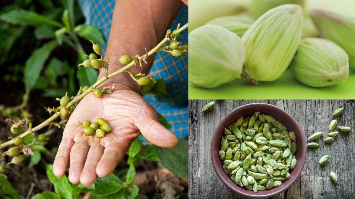 इलायची का पौधा