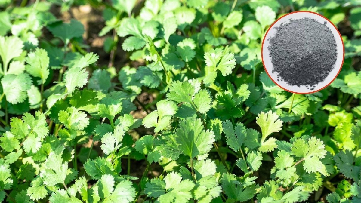 How To Grow Green Dhaniya At Home 