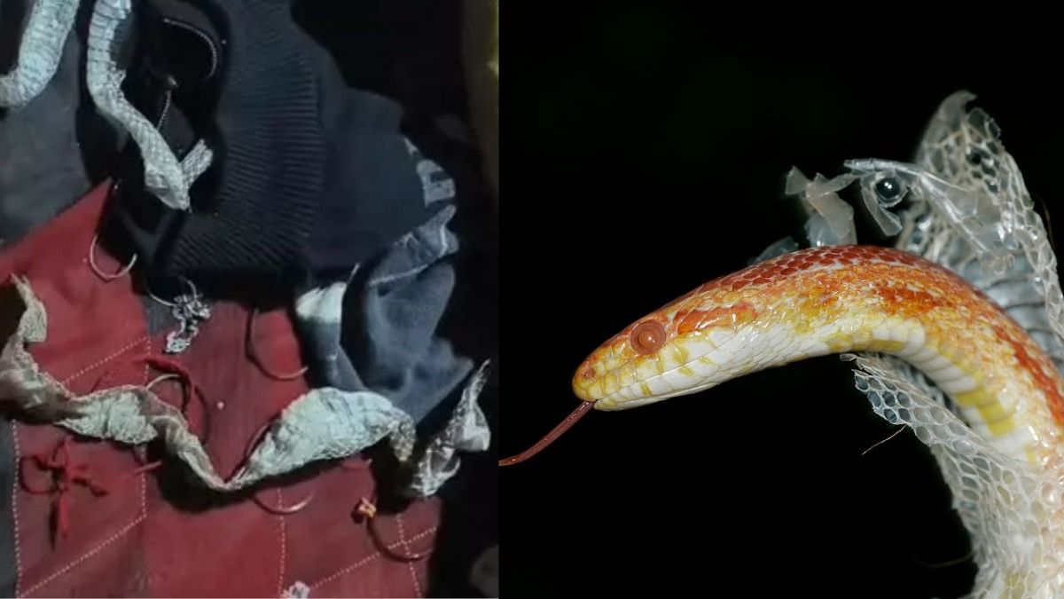 औरया वायरल खबर