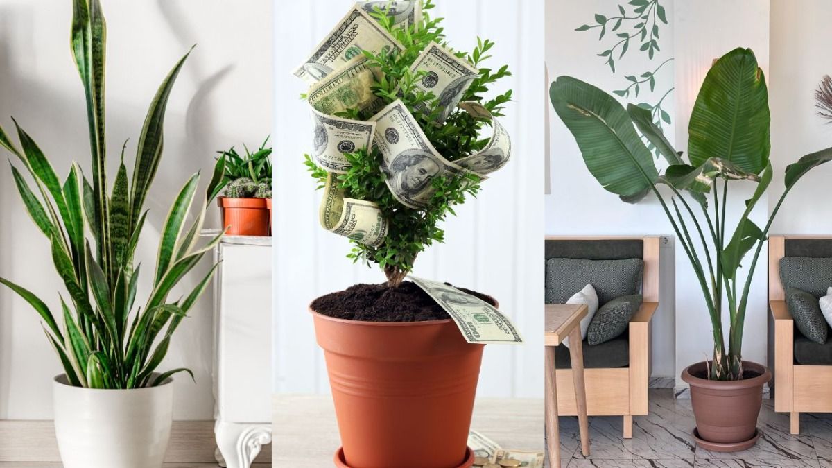 पैसों के लिए घर पर लगाएं ये पौधे