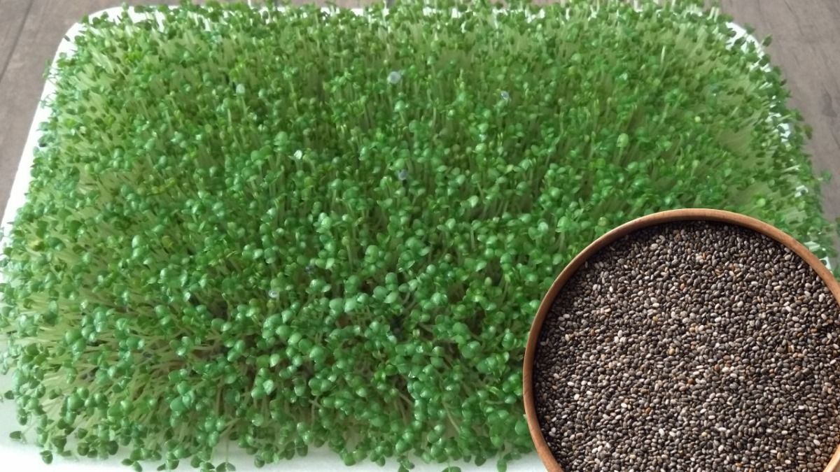 चिया सीड्स माइक्रोग्रीन