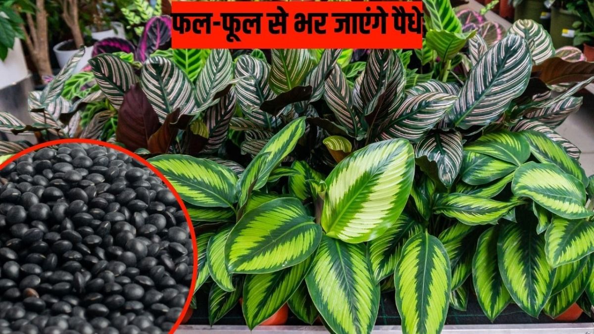 How to Boost Plant Growth 