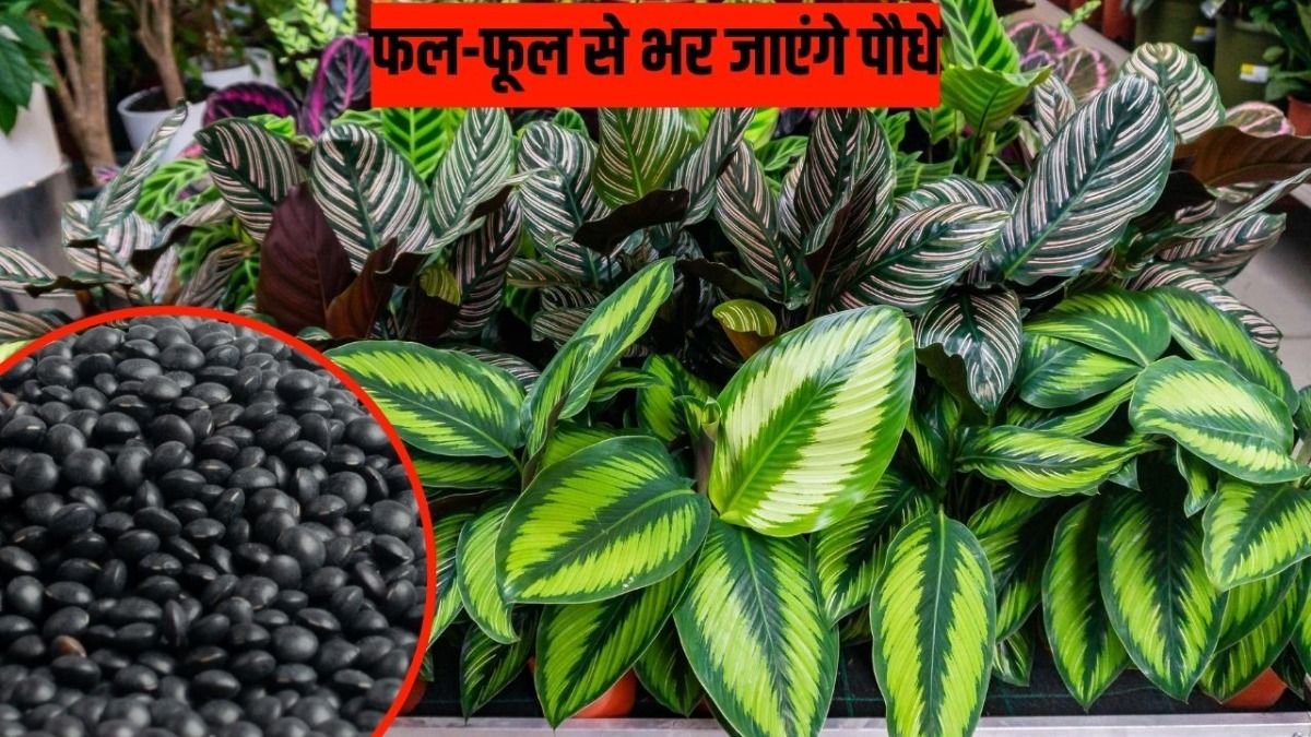 How to Boost Plant Growth