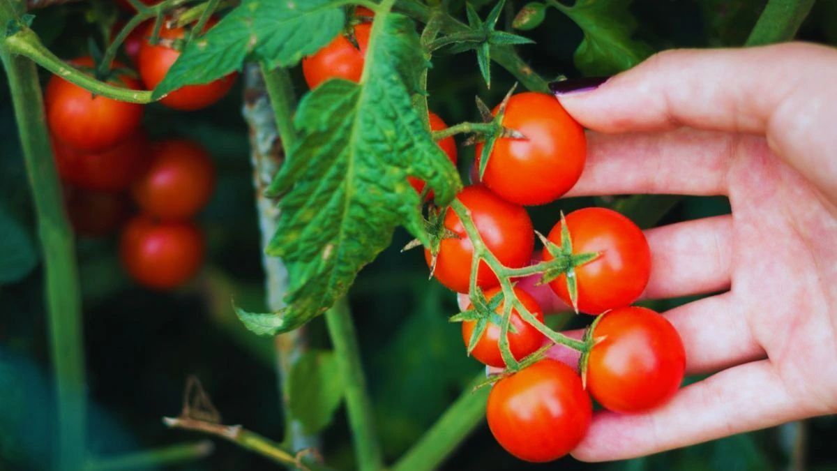 how to clean tomatoes