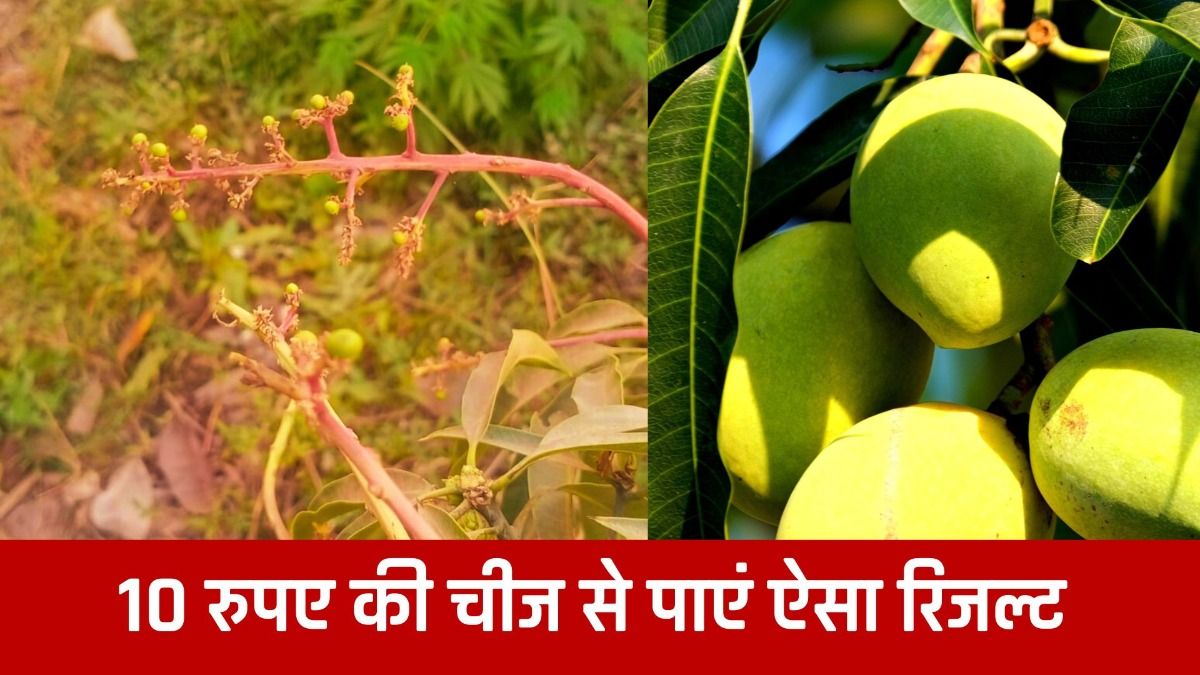 10 रुपए की चीज से पाएं ऐसा रिजल्ट 
