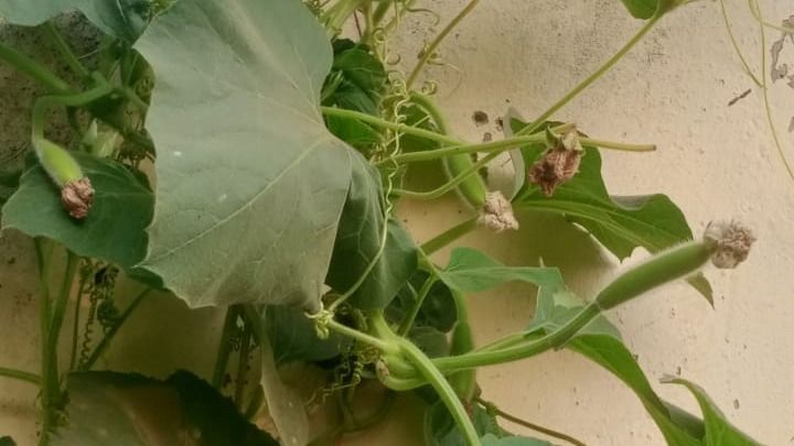 लैौकी की बेल