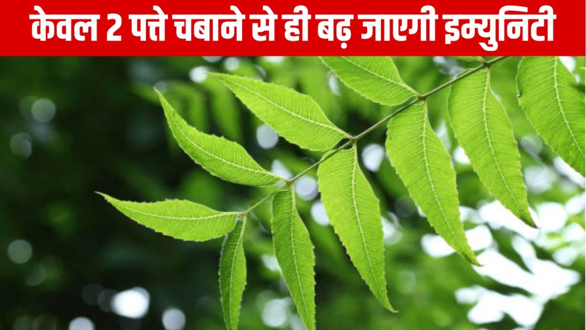 Health Benefits Of Chewing Neem Leaves