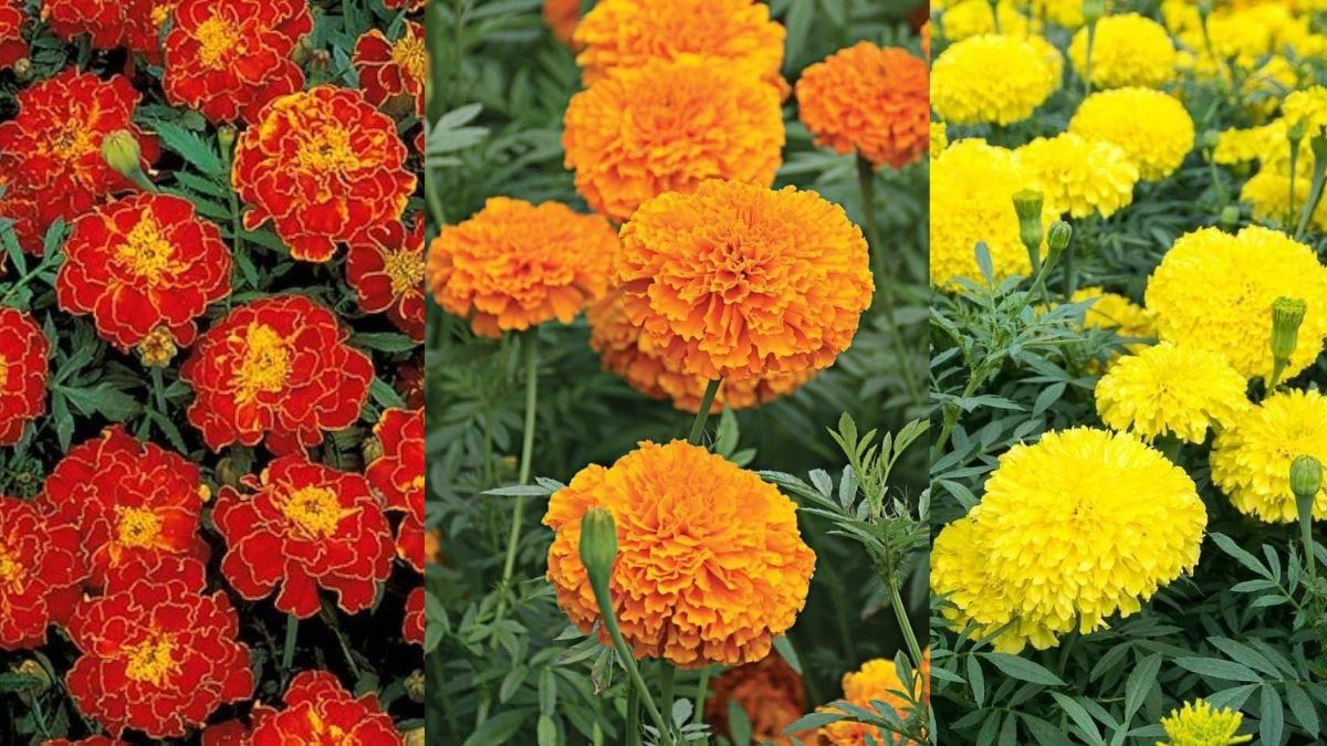 Marigold Plant Care Tips