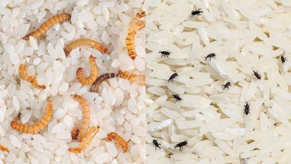 चावल में घुन