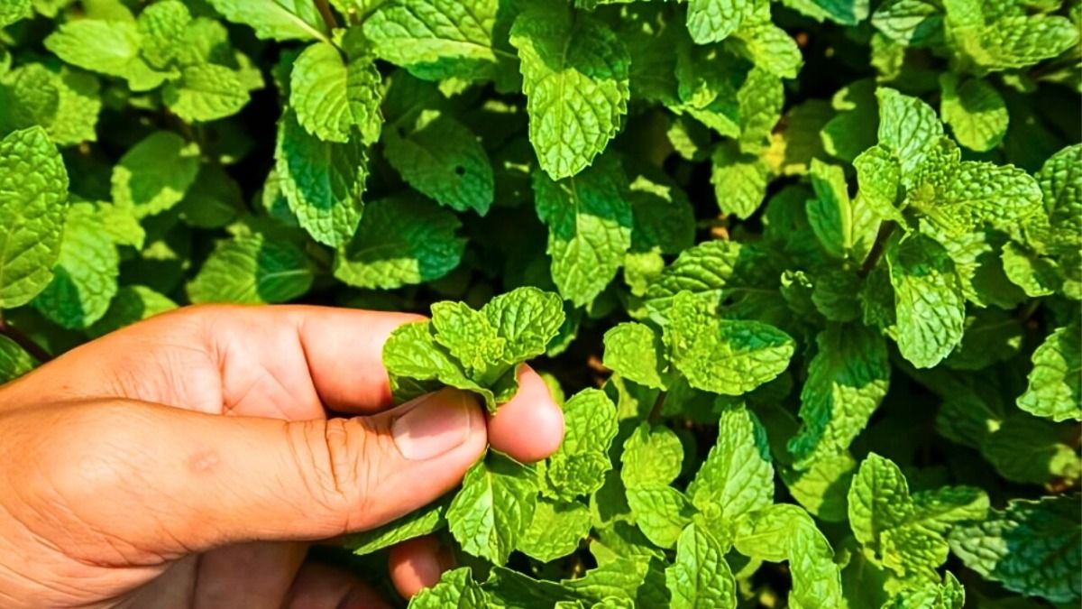 How to grow mint