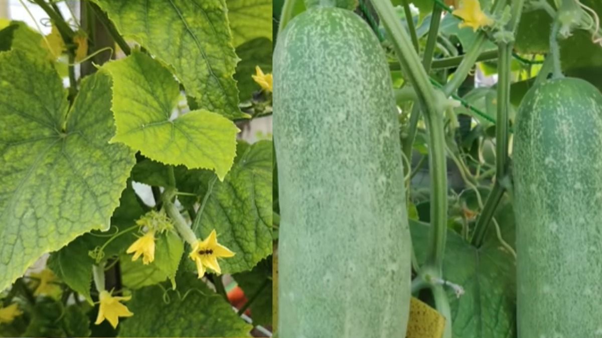 खीरे की खेती