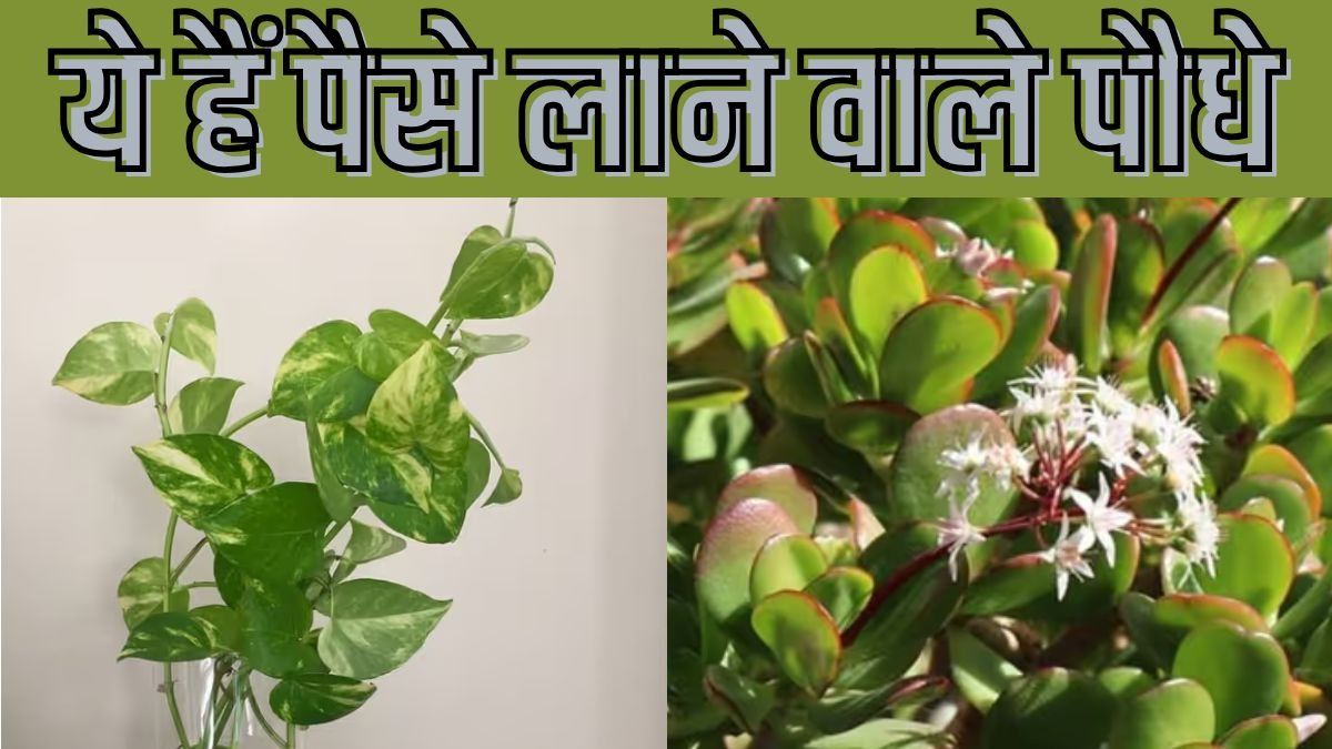 Money and Jade Plant Benefits