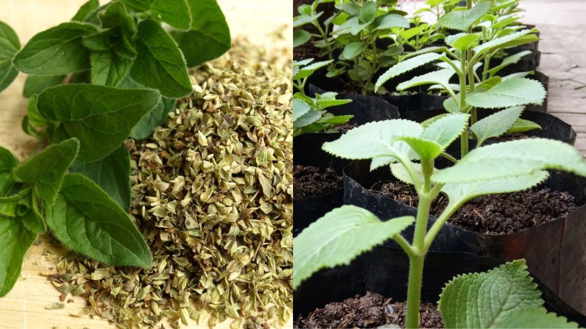 how to grow Oregano plant
