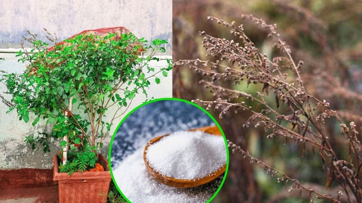 Special Salt For Tulsi