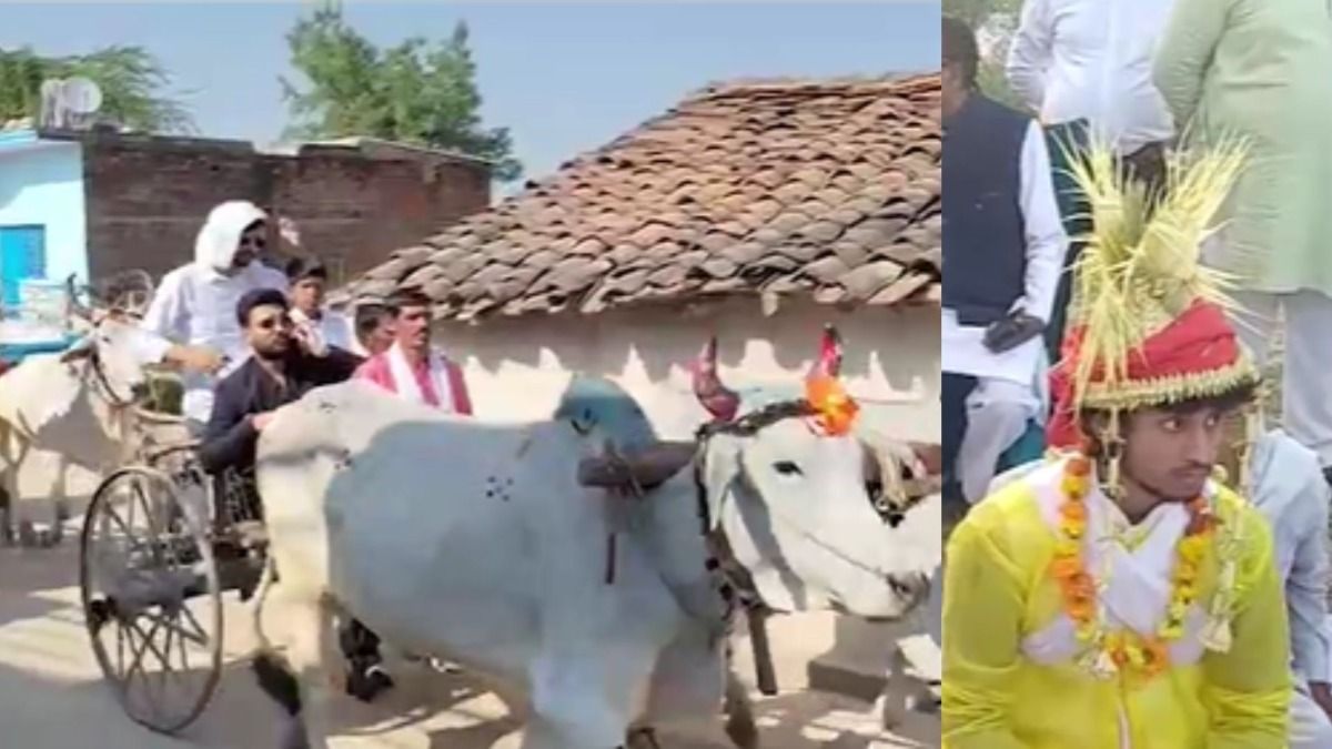 हमीरपुर में बेल गाड़ी से निकली बारात