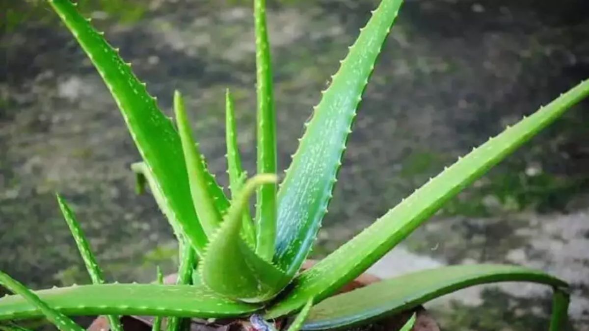 Aloe vera