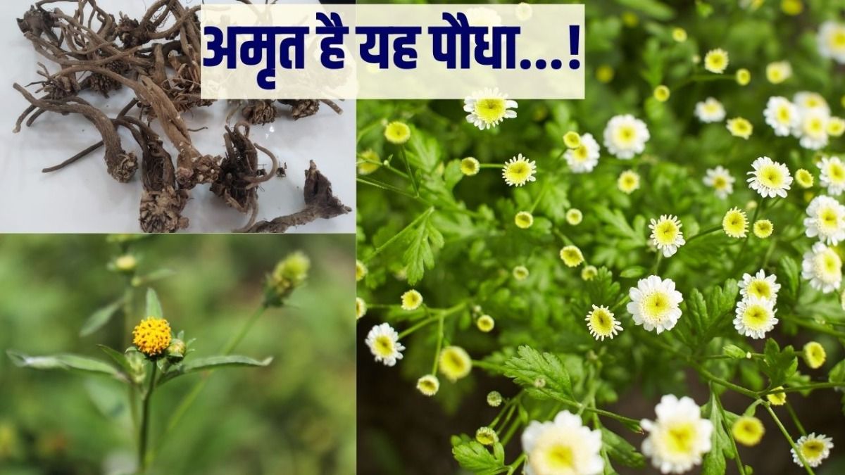 Akarkara Plant Benefits