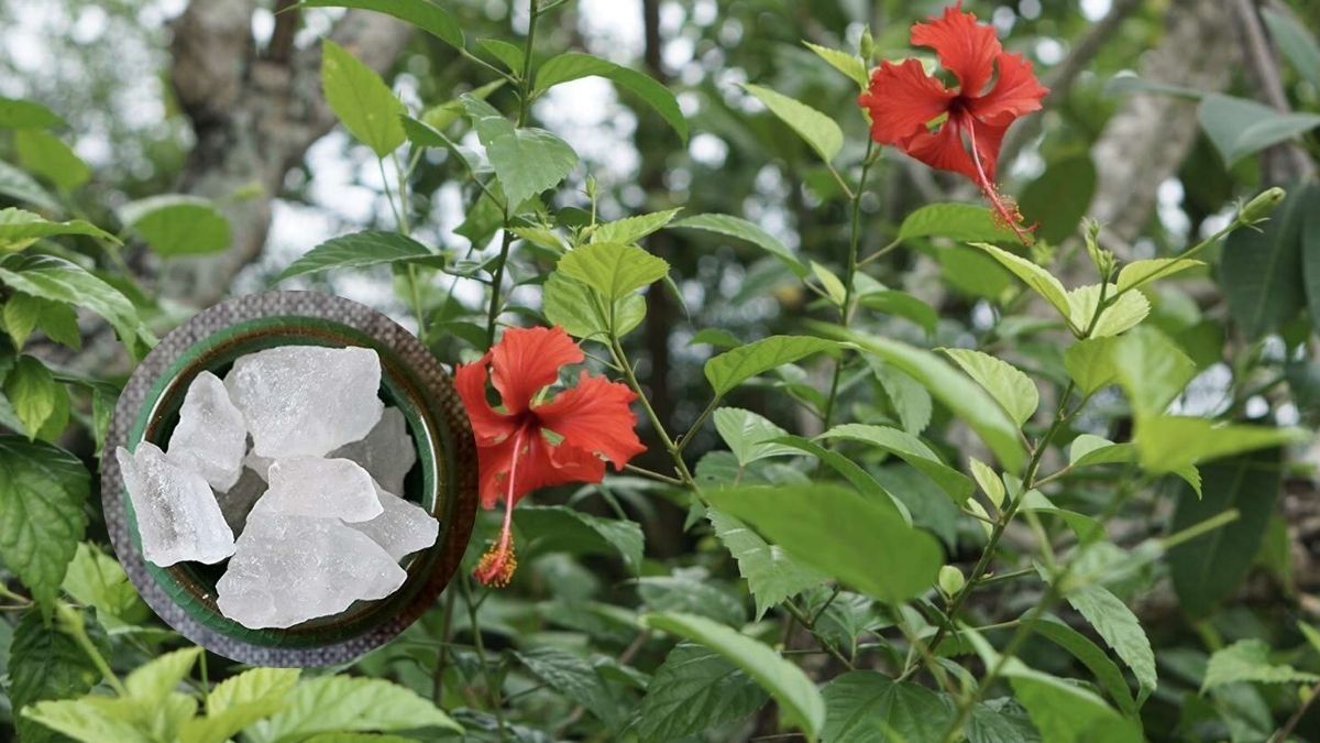 Hibiscus Plant Care
