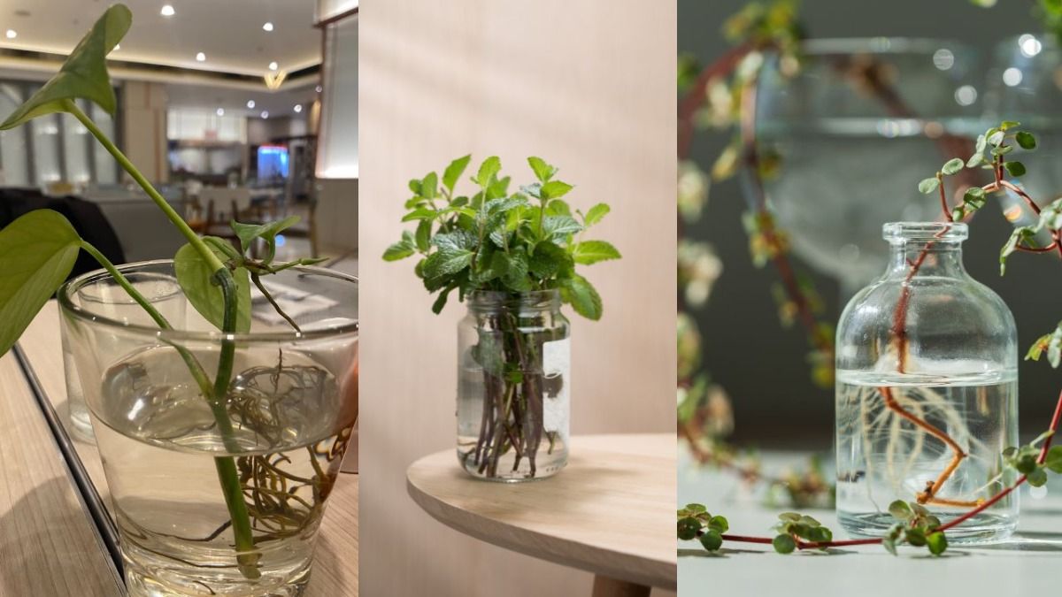 Plants that grow in water without soil