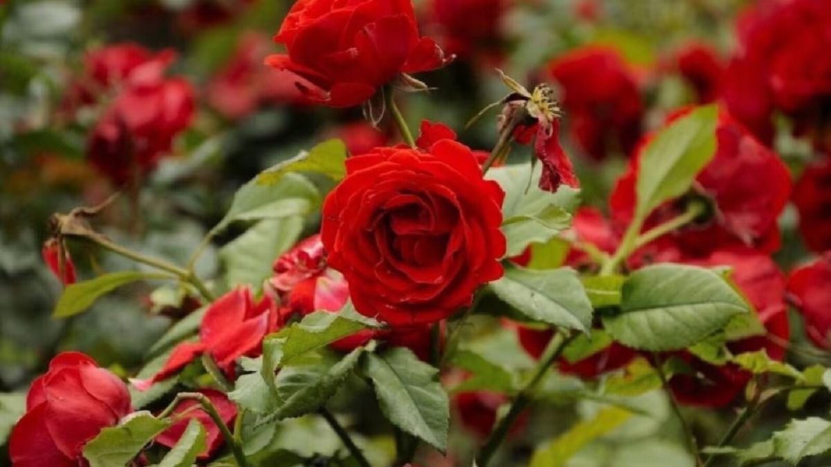 Rose gardening tips 