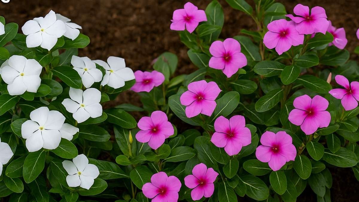 sadabahar plant care