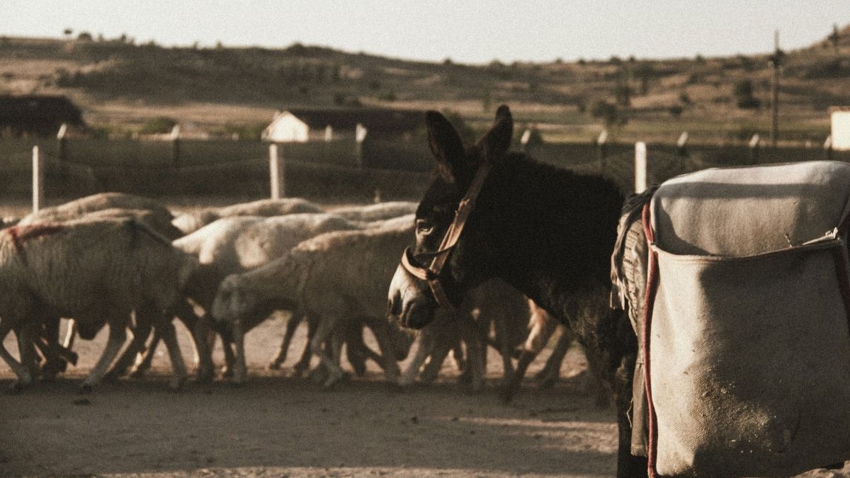 donkey farming