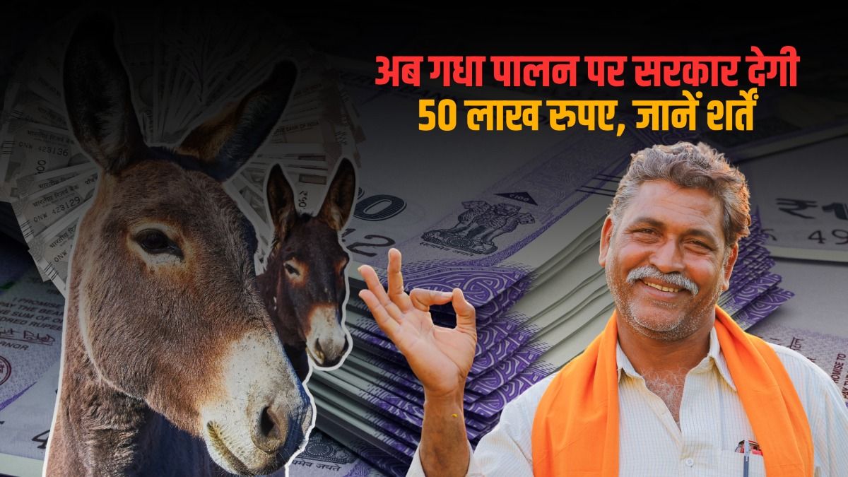 अब गधा पालन पर सरकार देगी  50 लाख रुपए, जानें शर्तें