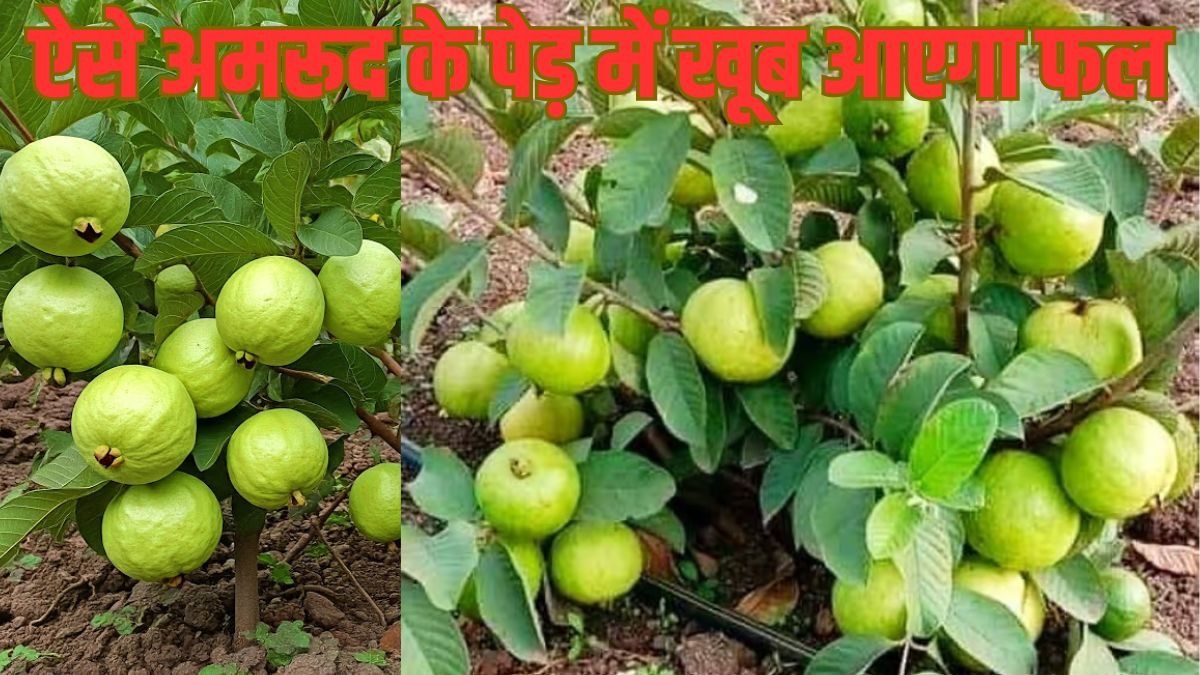 Tips to Care Your Guava Tree