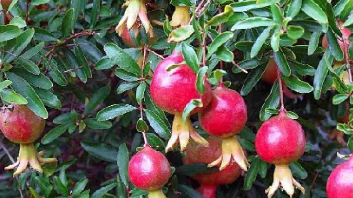 अनार घर पर कैसे उगाएं