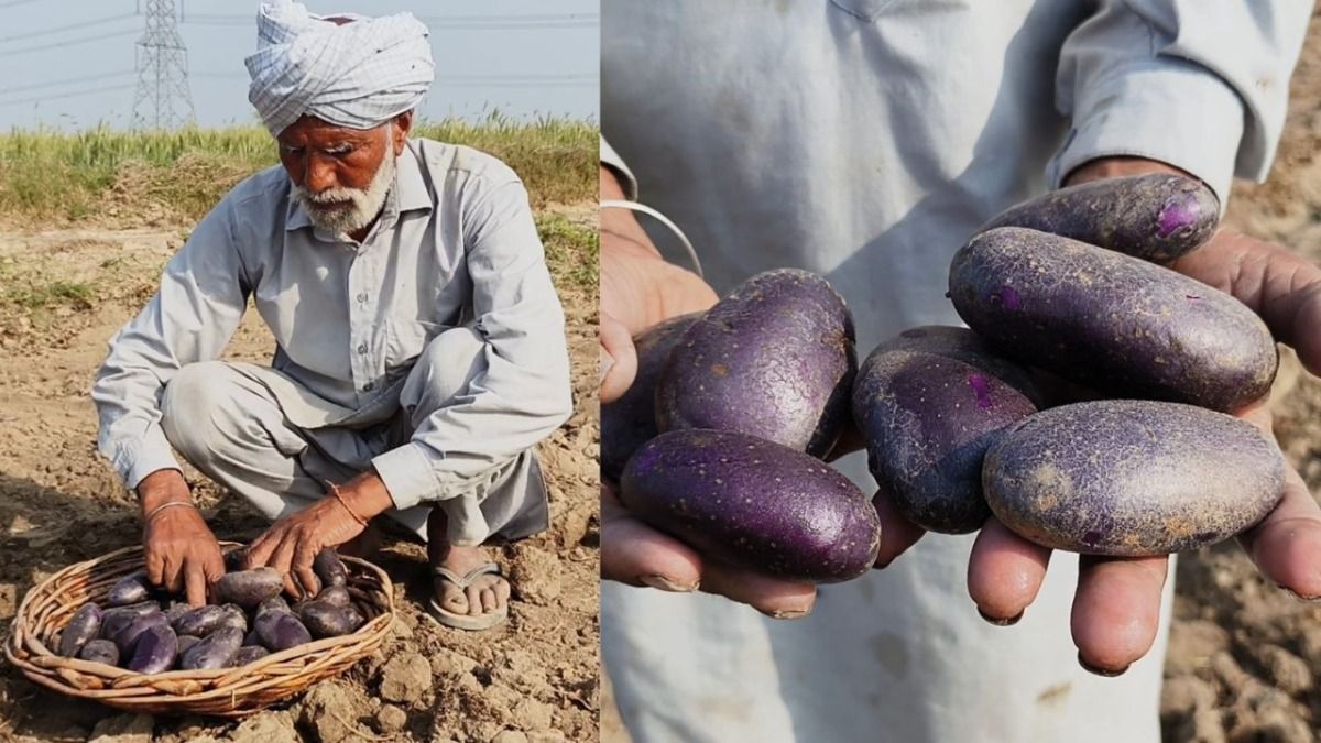  Cultivation of Purple Potatoes