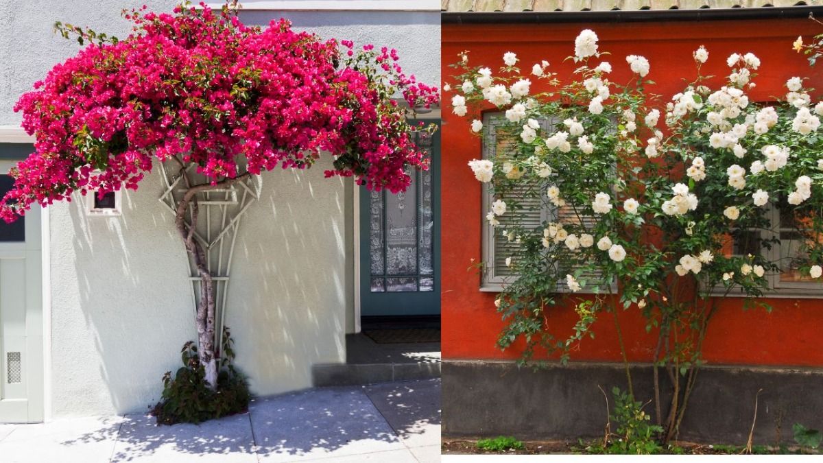 beautiful climbing plants