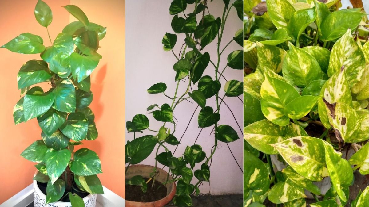 Trick To Boost Money Plant