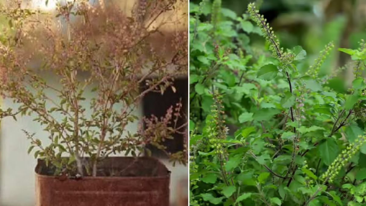 How To revive a dying Tulsi