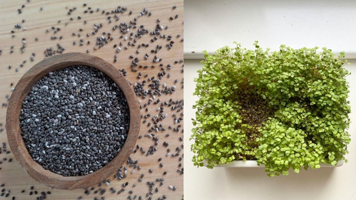 Chia seeds vs chia microgreens