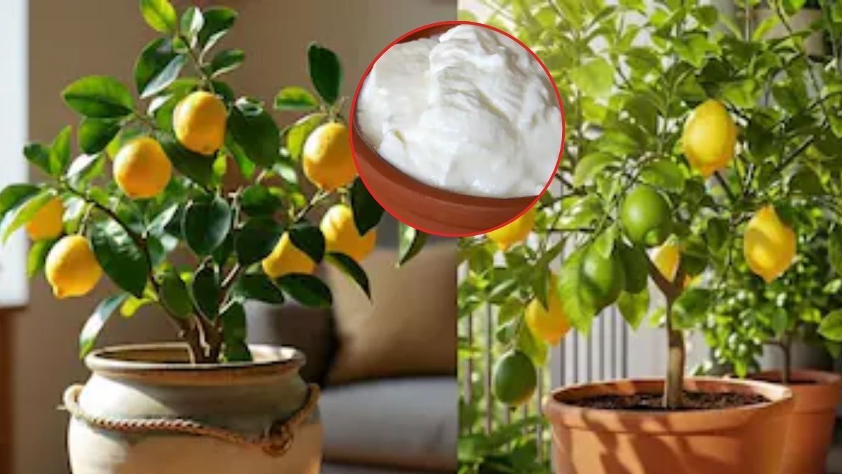 lemon plant