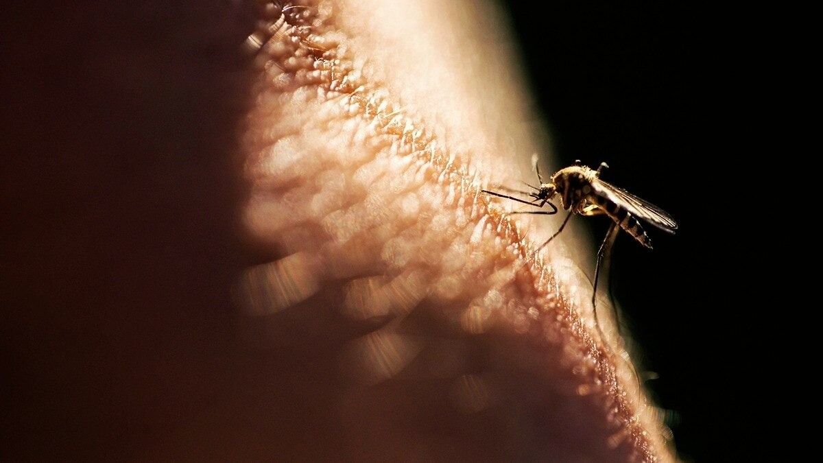 Natural mosquito repellents