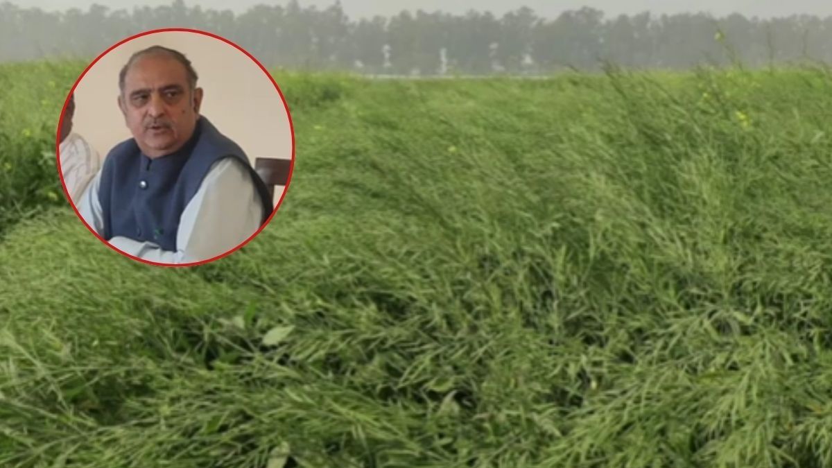 First hybrid variety of mustard