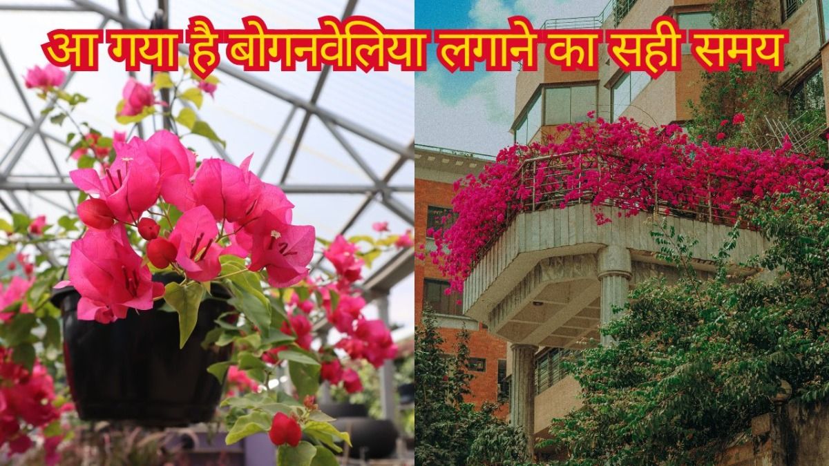 इस तरह से लगा लें बोगनवेलिया