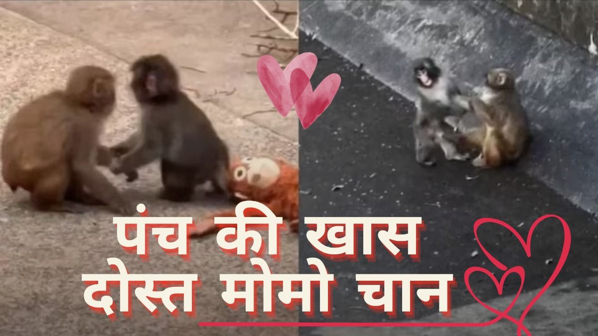 वायरल बंदर पंच और उसकी साथी मोमो चान