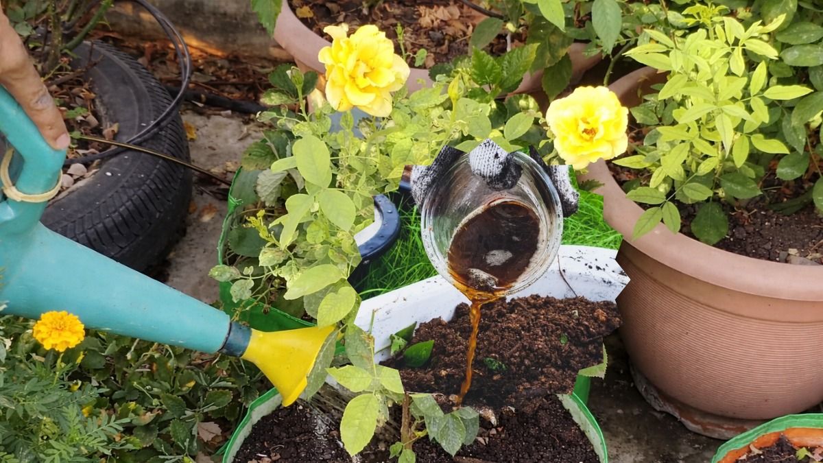 liquid fertilizer for plants