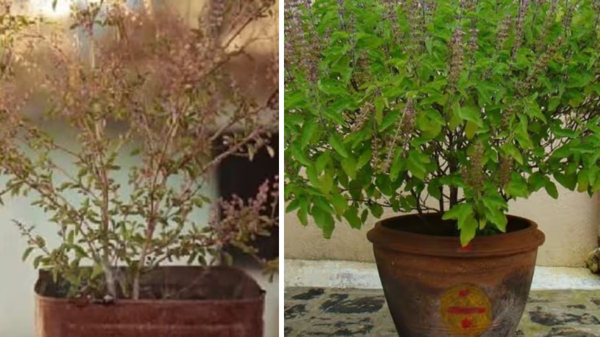 Tulsi Plant Caring Tips