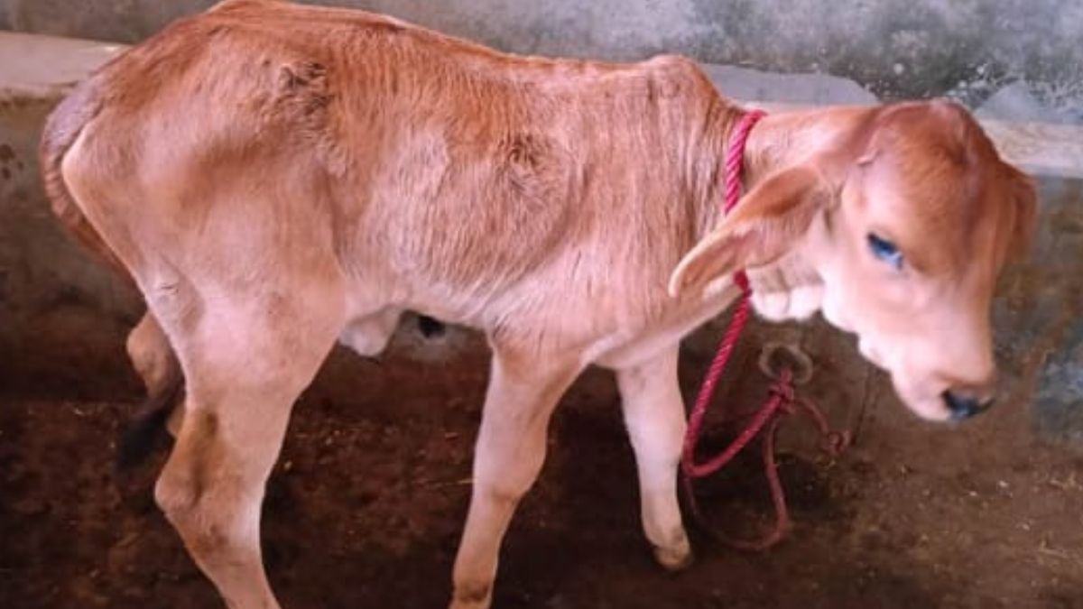 Birth of Sahiwal Breed Cows Calf Through IVF Technology