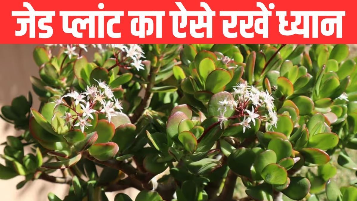 Jade Plant Gardening Tips