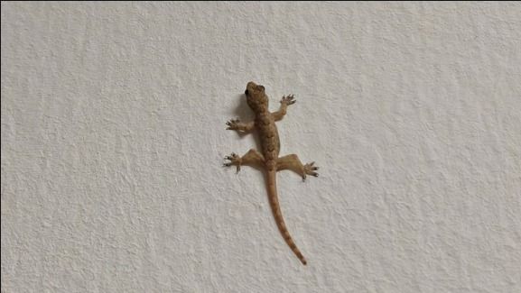 छिपकली को भगाने का तरीका